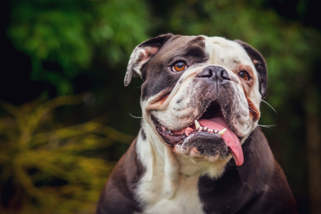 Qualzucht bei Hunden Die Folgen für Gesundheit und Wohlbefinden
